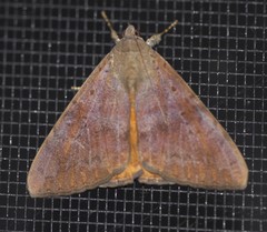 Oxyodes tricolor