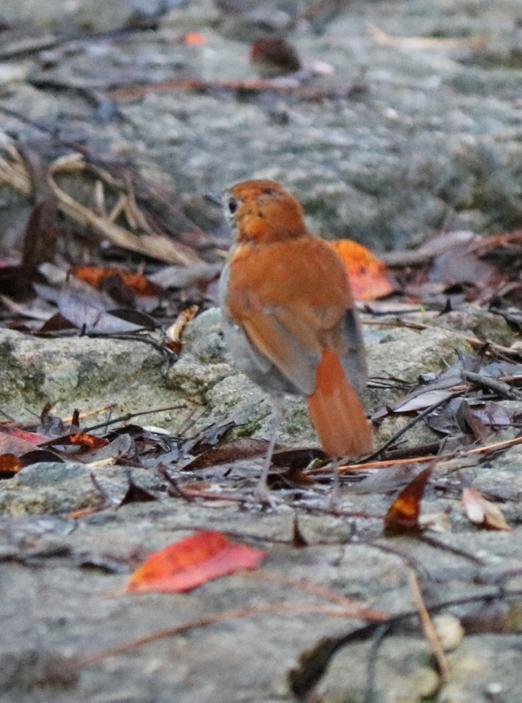 Okinawa Robin in September 2024 by Elspeth Haston · iNaturalist