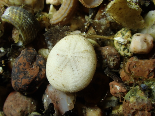 Pea Urchin, photo 3 of 7