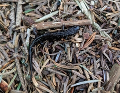 Desmognathus imitator