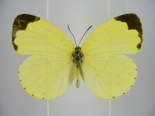 Forest Grass Yellow