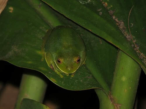 Lutz's Treefrog, Aplastodiscus albosignatus
