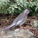 Red Wattlebird - Photo (c) QuestaGame, some rights reserved (CC BY-NC-ND)
