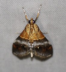 Tetracona amathealis