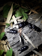 Serrognathus titanus castanicolor