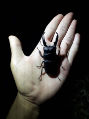 Serrognathus titanus castanicolor