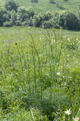 Peucedanum morisonii