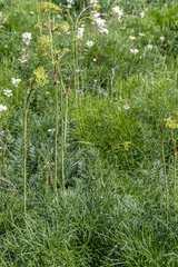 Peucedanum morisonii