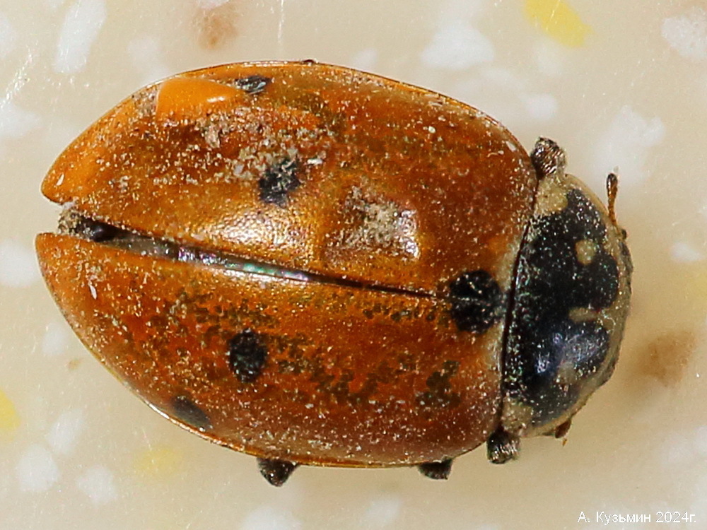 Коровка Изменчивая (Hippodamia variegata)