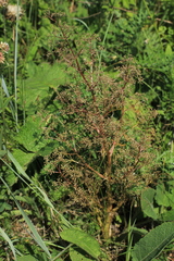 Trinia multicaulis