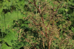 Trinia multicaulis