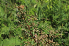 Trinia multicaulis