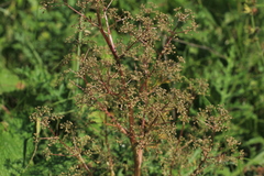 Trinia multicaulis