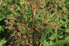 Trinia multicaulis