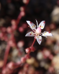 Micranthes bryophora