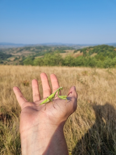 European Mantis