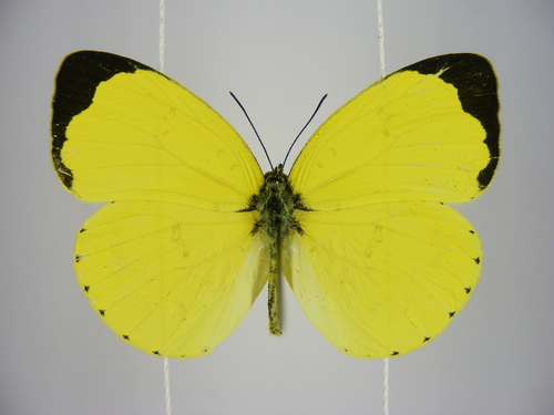 Forest Grass Yellow