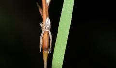 Runcinia acuminata