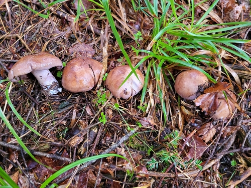 Phlegmacium variecolor — (c) Aurélien Rovero, some rights reserved (CC BY)