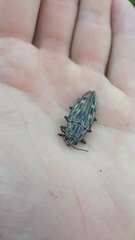 Chalcophora mariana