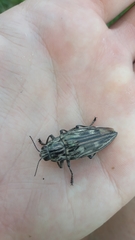 Chalcophora mariana
