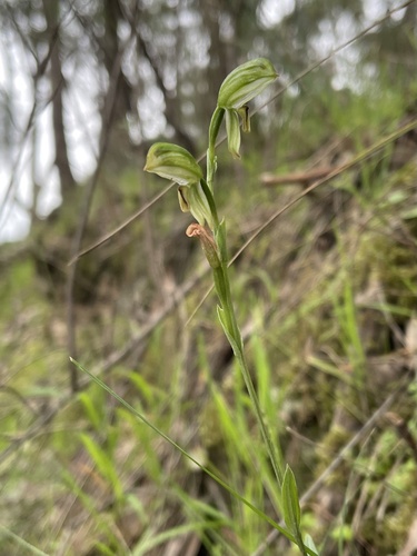 Image of Pterostylis melagramma by (c) yatesy, some rights reserved (CC BY)