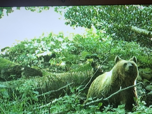 Eurasian Brown Bear