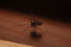 Scytodes fusca