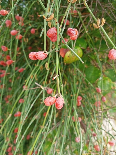 Image of Ephedra foeminea by (c) Lucie Karna, some rights reserved (CC BY)