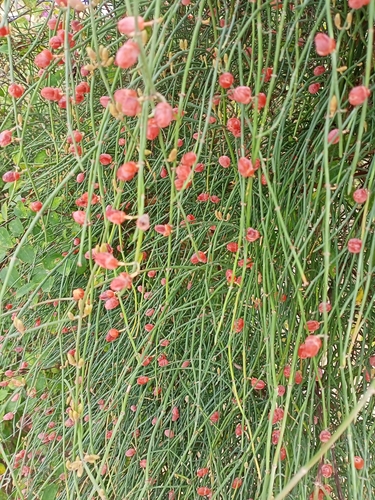 Image of Ephedra foeminea by (c) Lucie Karna, some rights reserved (CC BY)