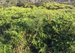 Gleichenia microphylla