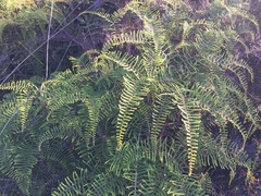 Gleichenia microphylla