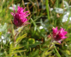 Castilleja lemmonii