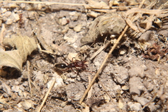 Odontomachus ruginodis