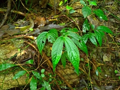 Elatostema platyphyllum