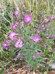 Epilobium hirsutum
