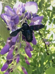Xylocopa