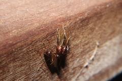 Camponotus inaequalis