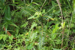 Torreya nucifera