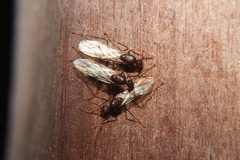 Camponotus inaequalis