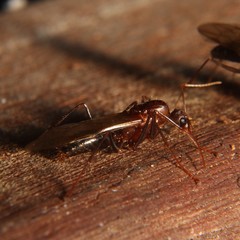 Camponotus inaequalis