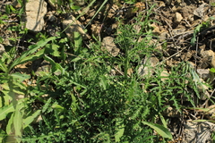 Echinops ritro ruthenicus