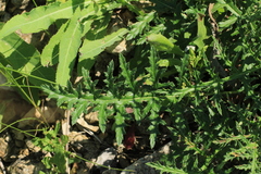 Echinops ritro ruthenicus