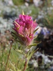 Castilleja lemmonii