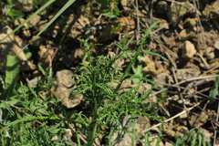 Echinops ritro ruthenicus