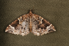 Eulithis prunata