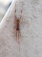 Episinus angulatus