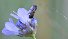 Adela singulella