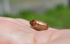 Amphimallon solstitiale