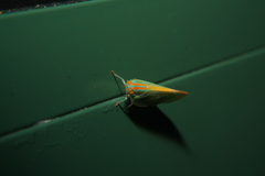 Ormenaria rufifascia